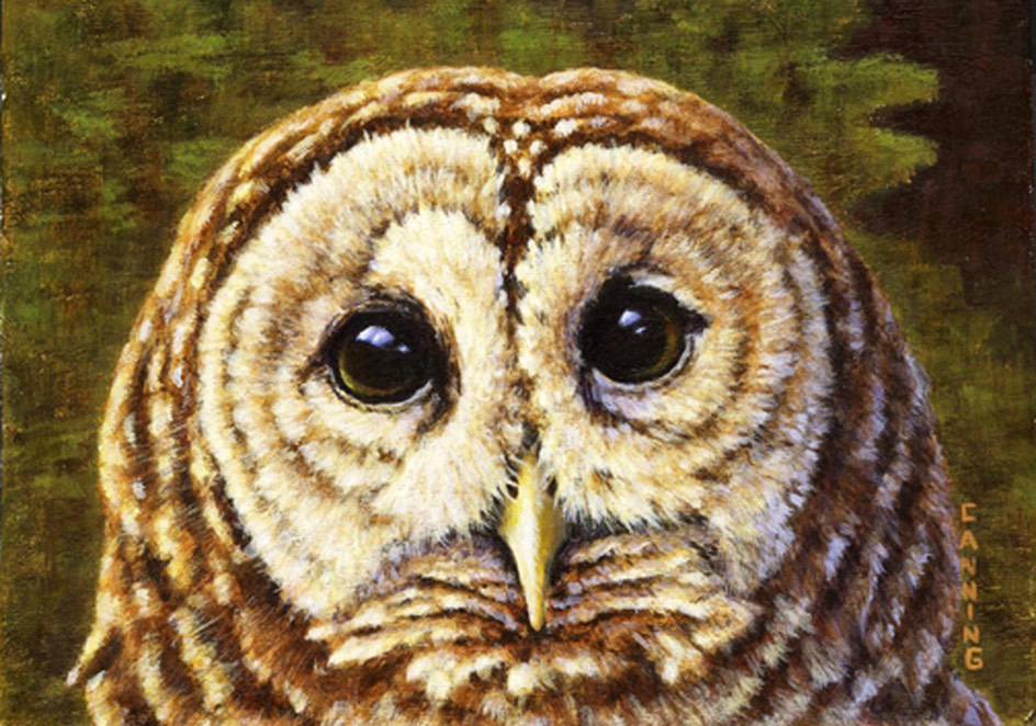 5.875X4.125 Barred Owl
