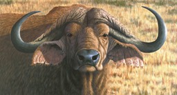 6.625X3.625 Cape Buffalo